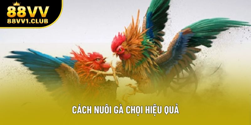 Cách Nuôi Gà Chọi Hiệu Quả Của Chuyên Gia 88VV Ra Sao?