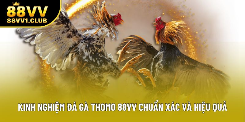 Kinh Nghiệm Đá Gà Thomo 88VV Chuẩn Xác Và Hiệu Quả