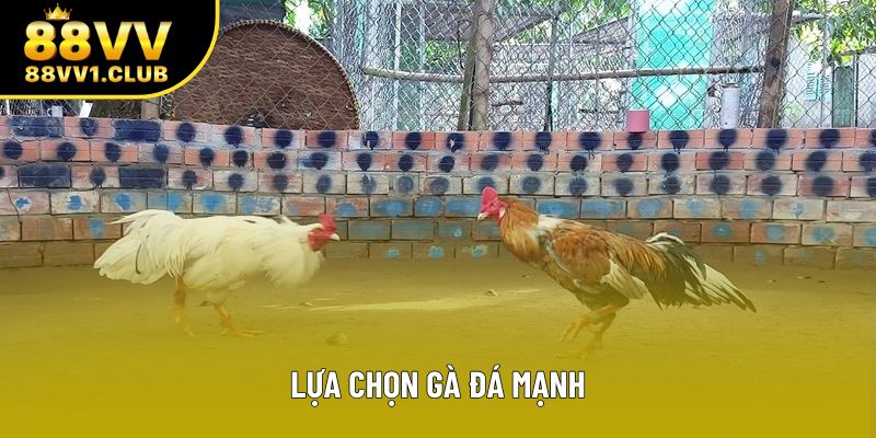 Lựa Chọn Gà Đá Mạnh - Cách Chơi Bách Chiến Bách Thắng